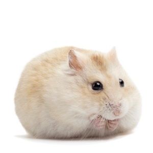 Meet your Posher, Kam